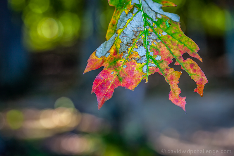 Technicolor Fall