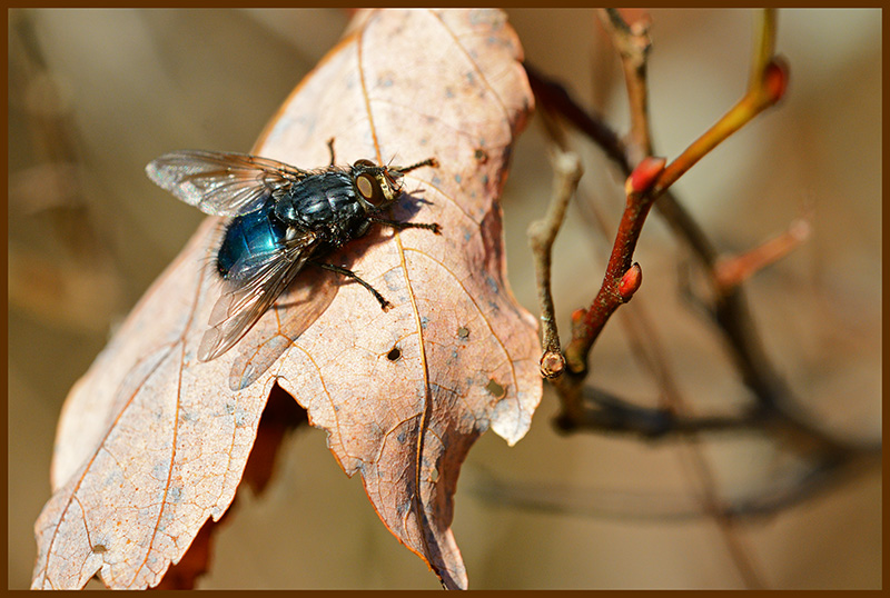 Autumnal fly