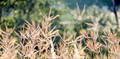 Sunbath - revealing their texture
