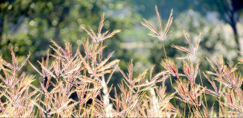 Sunbath - revealing their texture