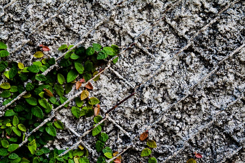 Nature making its way into concrete