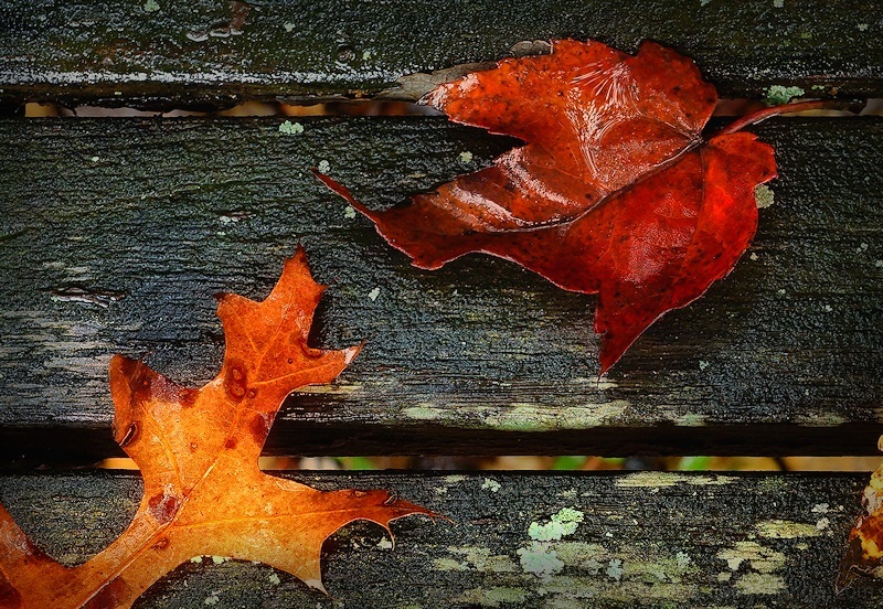 Autumn Rain on a Park Bench