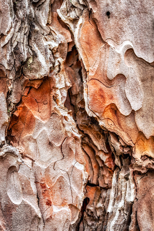 Red Pine