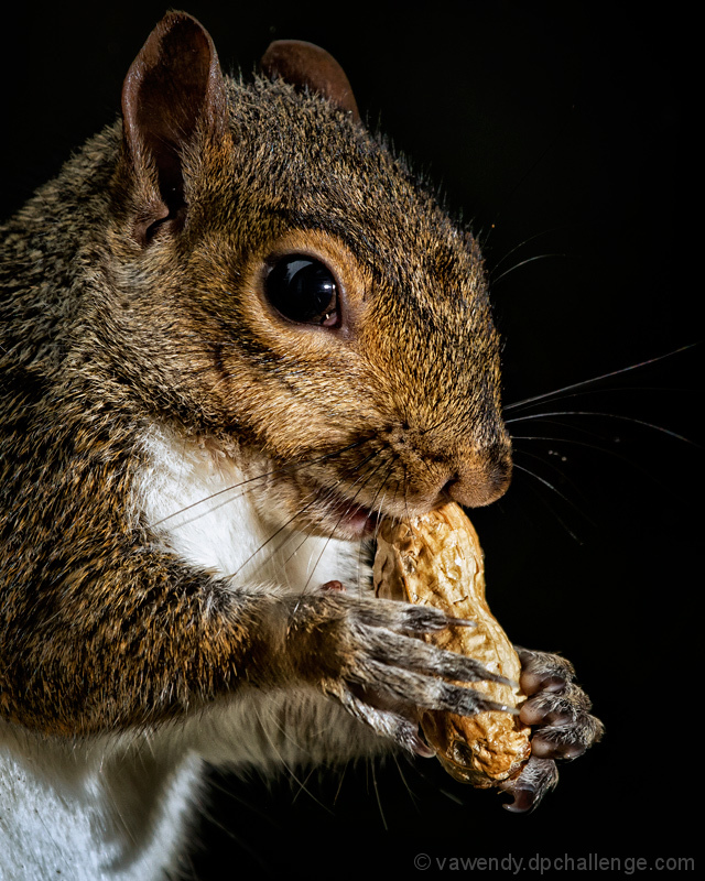 Of fur and peanuts