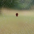 Charlotte's Web