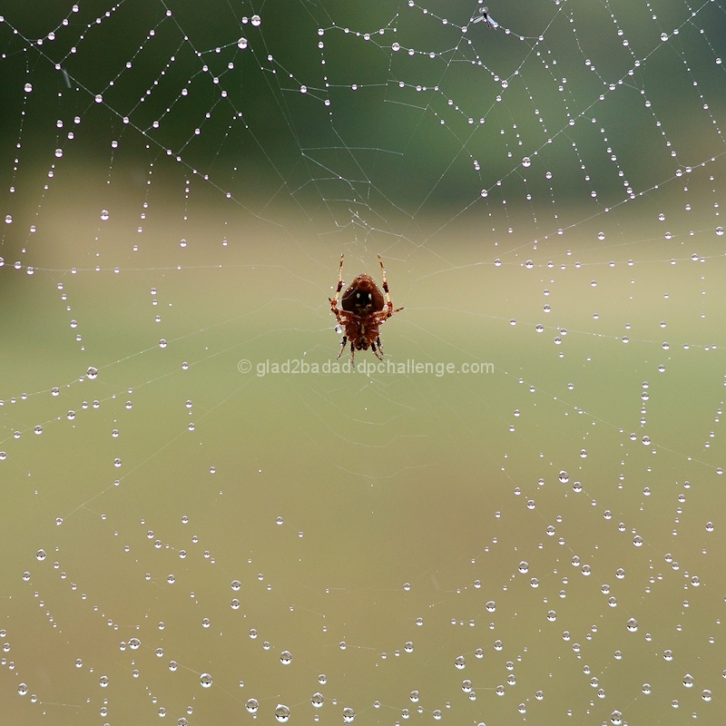 Charlotte's Web