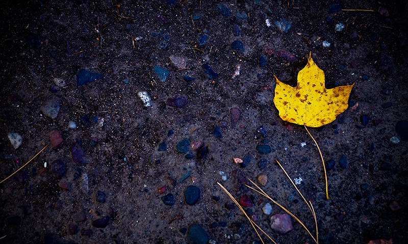 The Last Leaf