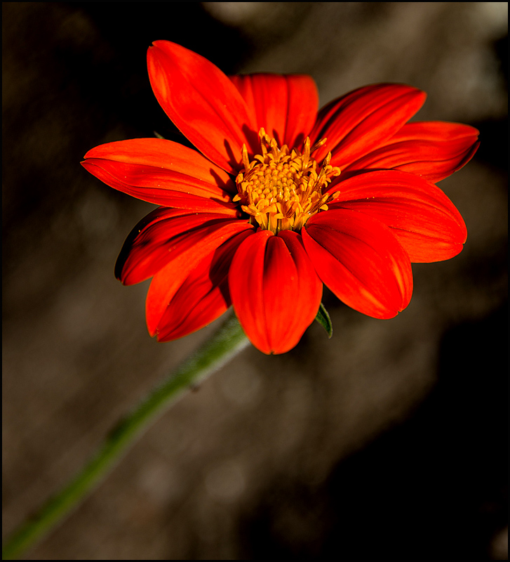 Mexican Sunflower...in the Sun...