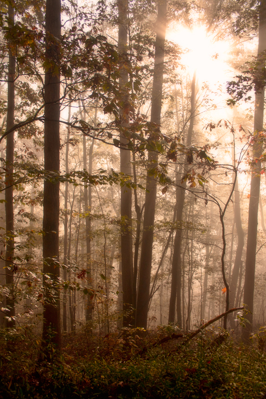 Sunbeams On A Foggy Morning