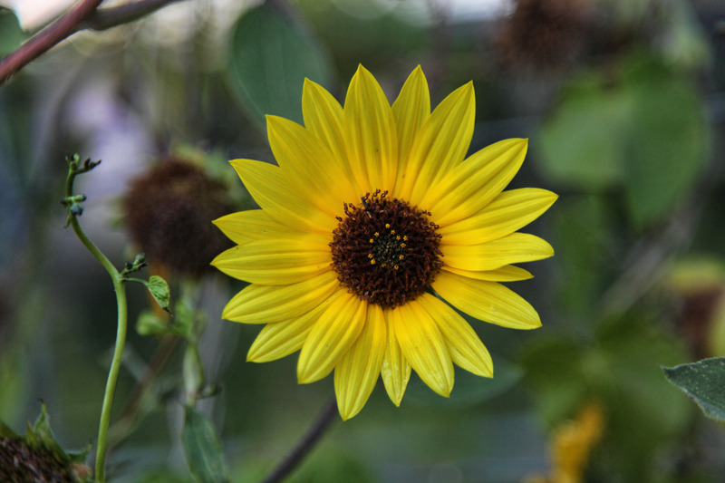 Sunflower Universe