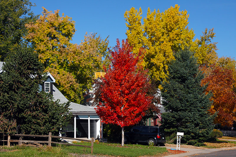 Fall colors in my neighborhood