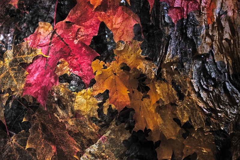 Autumn foliage abstraction - Evolution