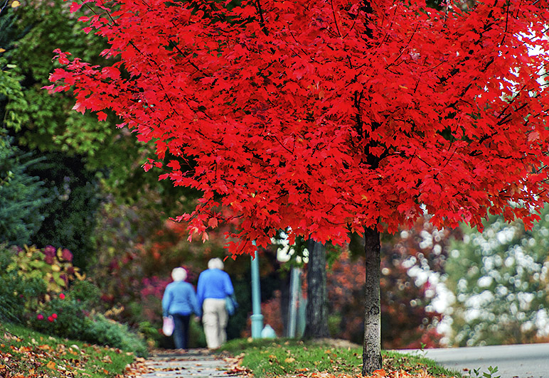 Autumn Years