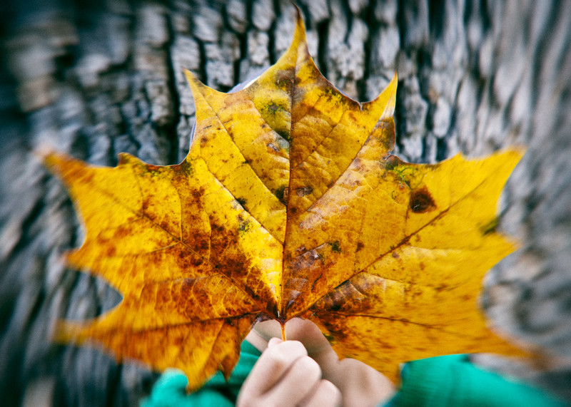 a leaf is worth a thousand words...
