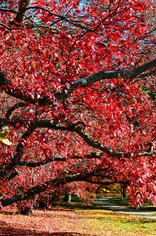 Canopy of Red.