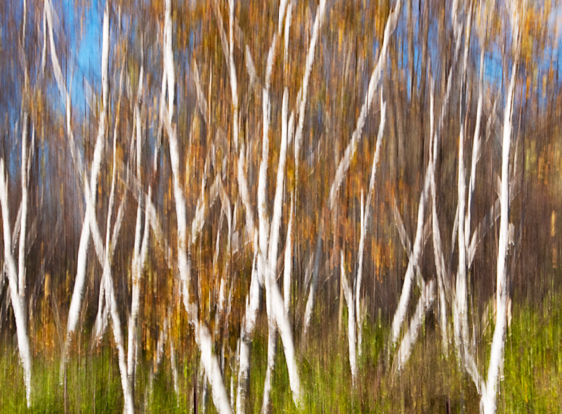 with the brush of birch trees