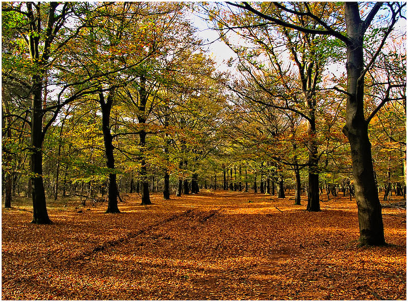 Autumn Stroll