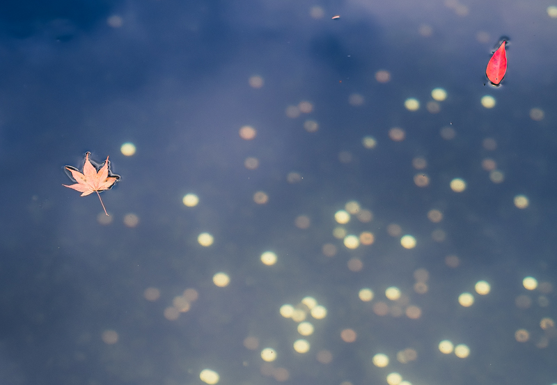 The Loneliness in Autumn