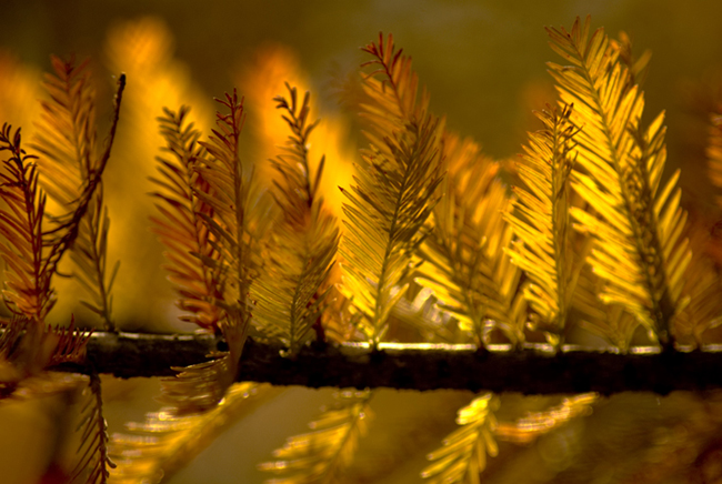 Cypress Tree