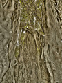 Ancient Tree