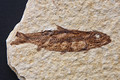 Fossil fish from the mountains in Wyoming
