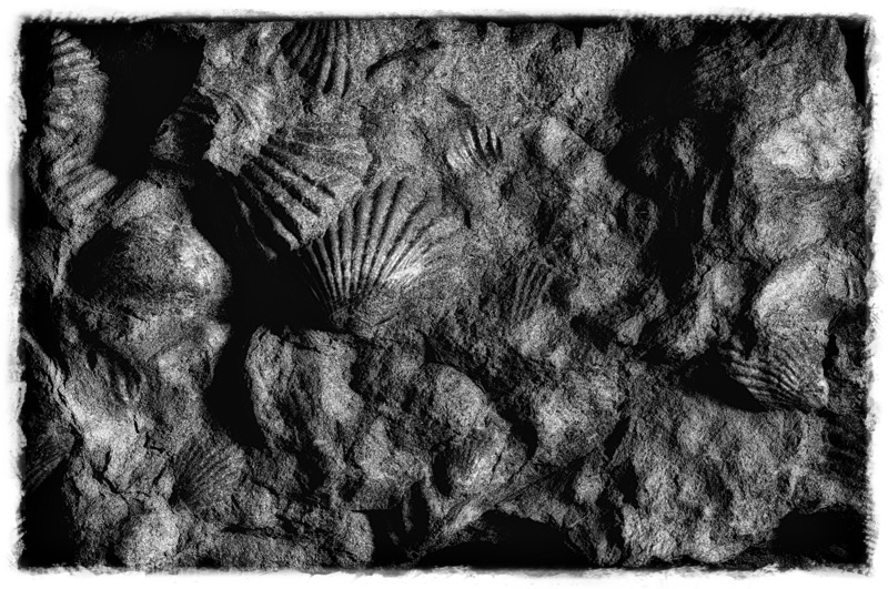 Cambrian Graveyard