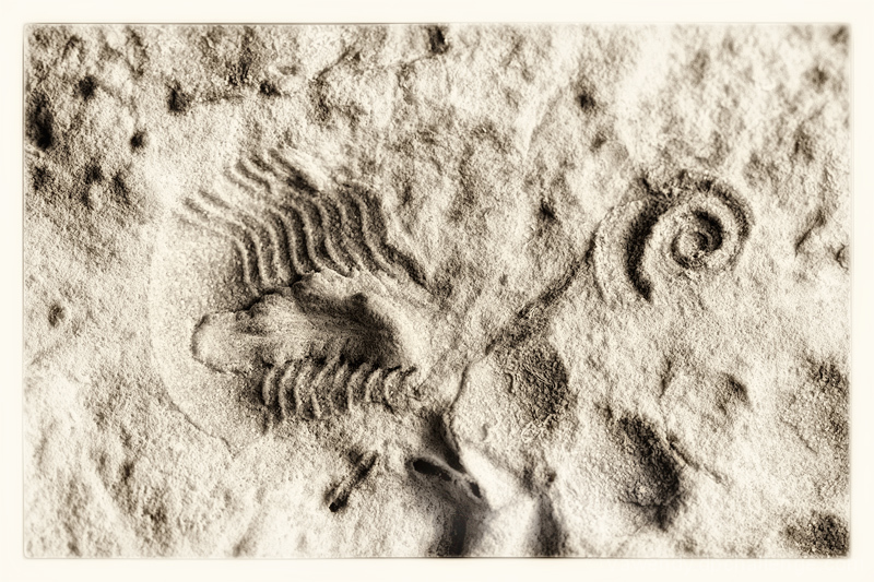 Of Trilobites, Worms, and Snails --  Over a Quarter Billion Years Old
