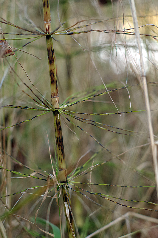 Equisetum arvense (horsetail)