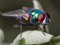 Green Bottle Fly