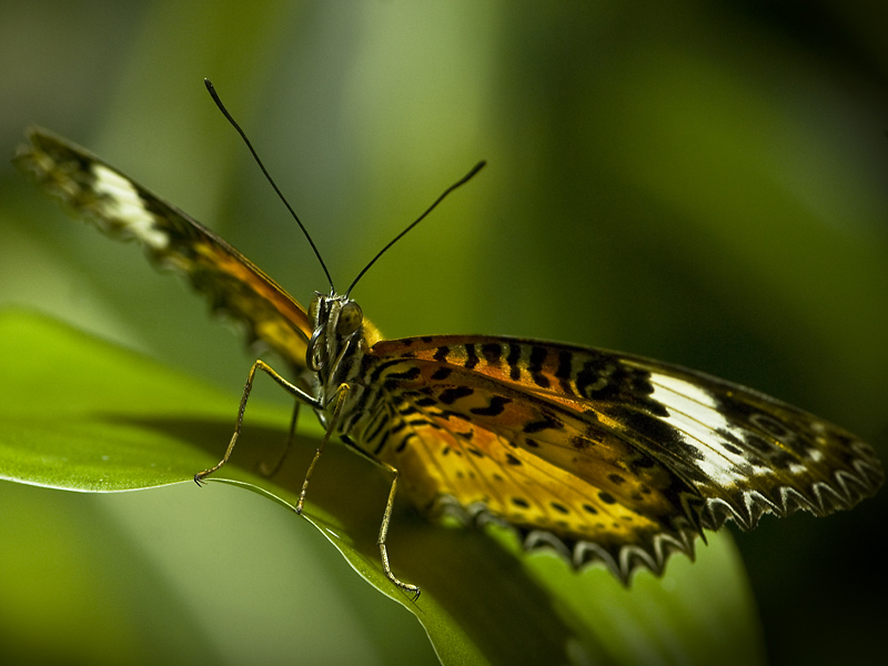 Lacewing