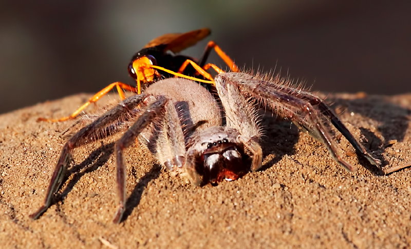 'Welcome to your nightmare' said the wasp to the spider