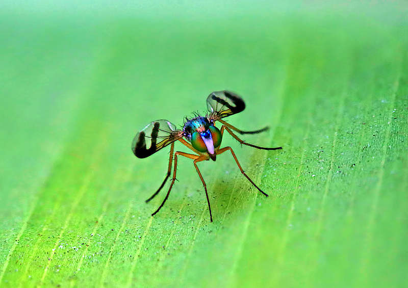 Dolichopodid Flies aka Long Legged Fly