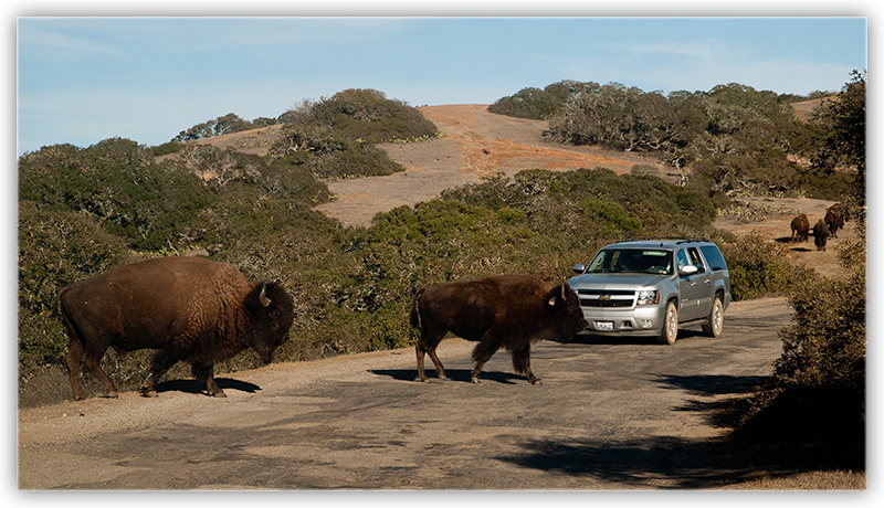 VirginitiTauroAgyrophobia - Fear of Being Raped by a Buffalo Crossing the Street