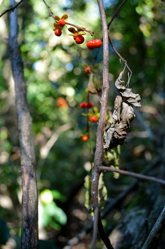 Curved Berries