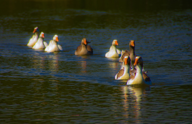 Geese in S Formation