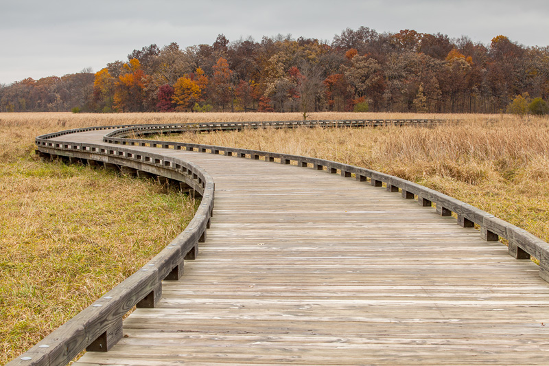 The Bog Boardwalk