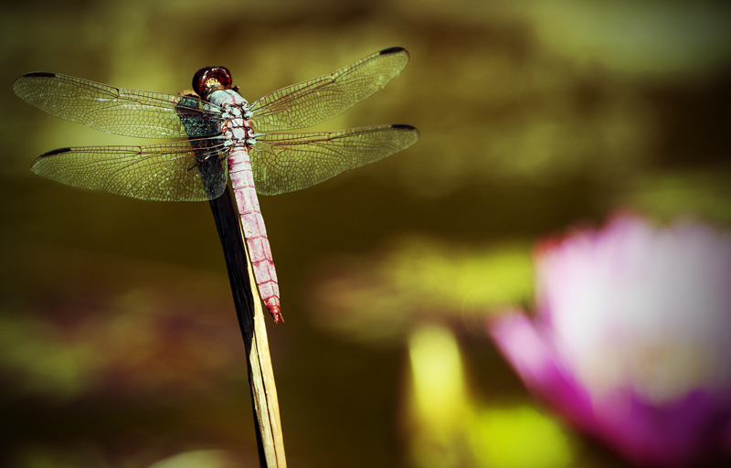 Dragonfly 