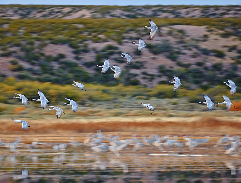 Graceful Flight of the Cranes