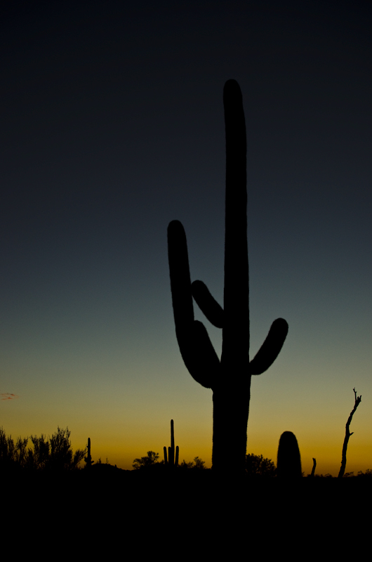 Saguaro Sunset
