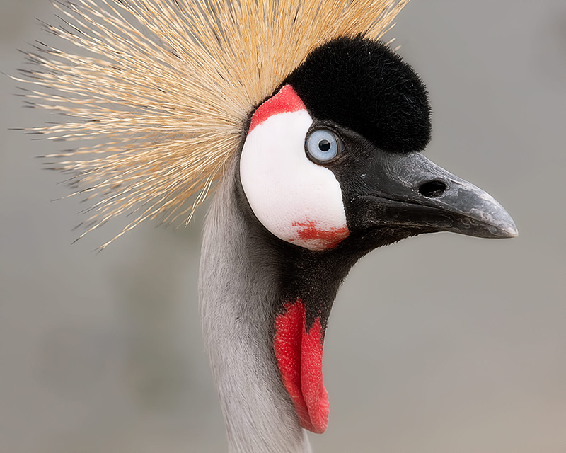 Grey Crowned Crane