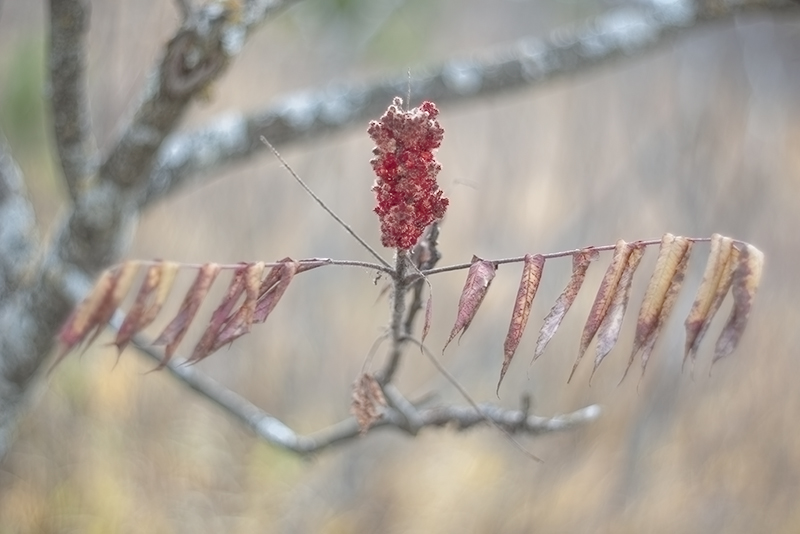 November Sumac