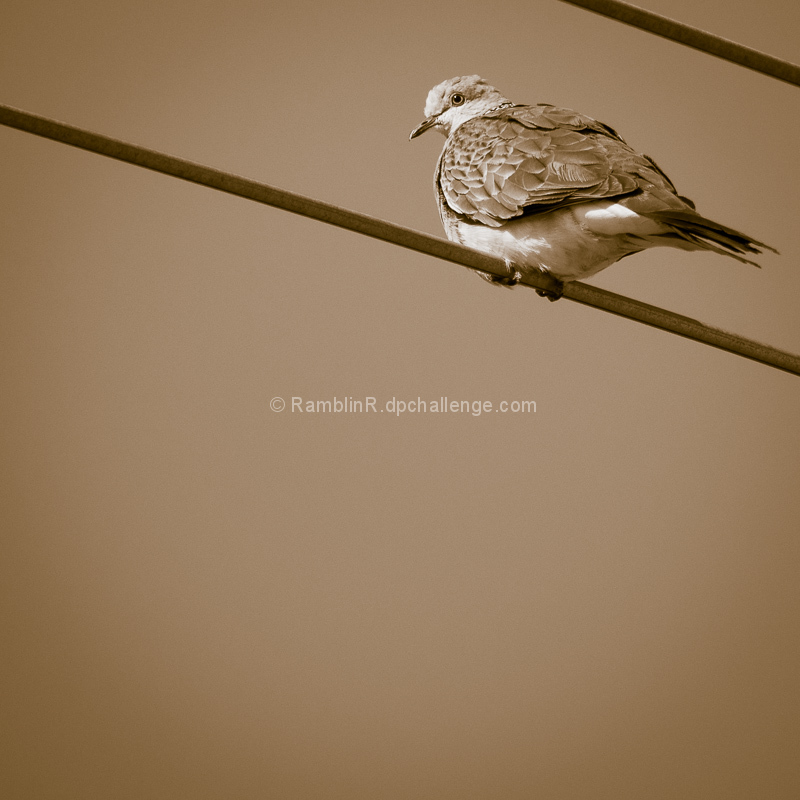 Bird on a Wire