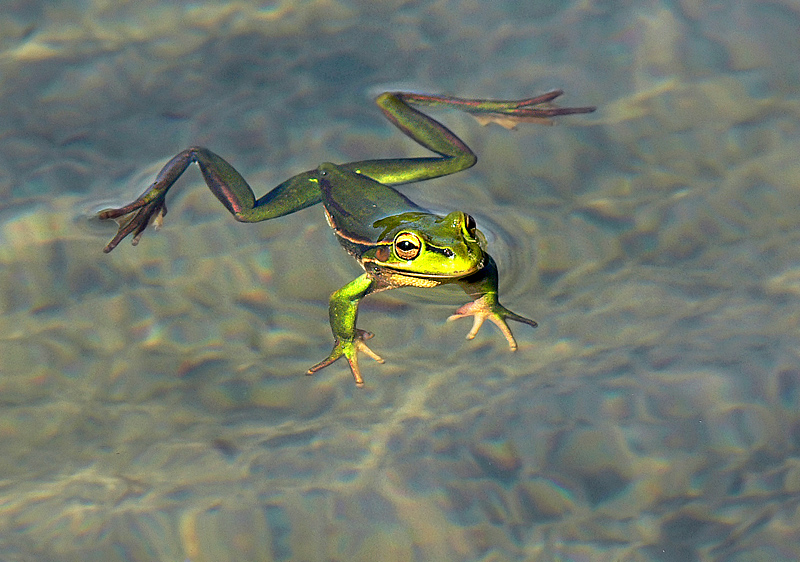 Golden Bell Frog 