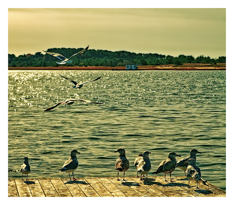 Sitting on the Dock of the Bay