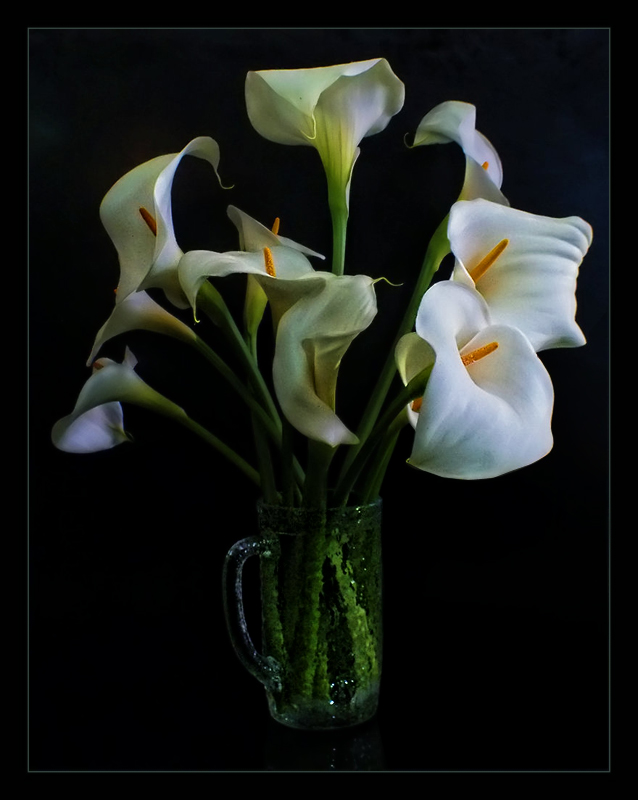 Arum Lillies