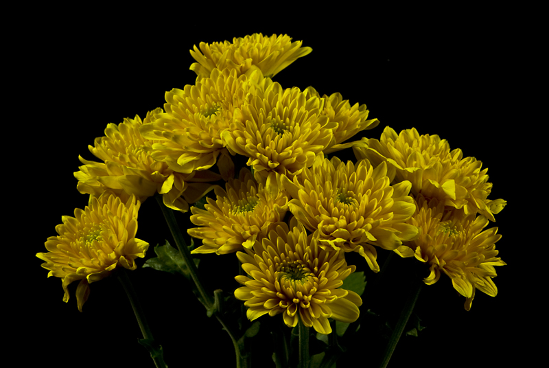 11 Mums