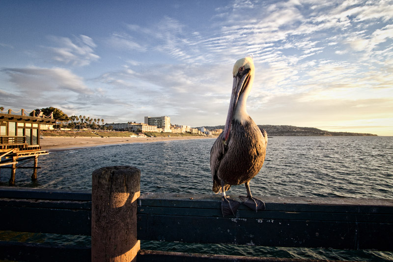 View with Pelican