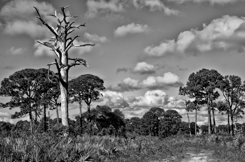 Florida Scrub Landscape