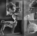 bird/dog/man/woman