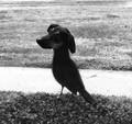 Mercy please!  1st time to ever merge photos, I did my best!  Bird Dog